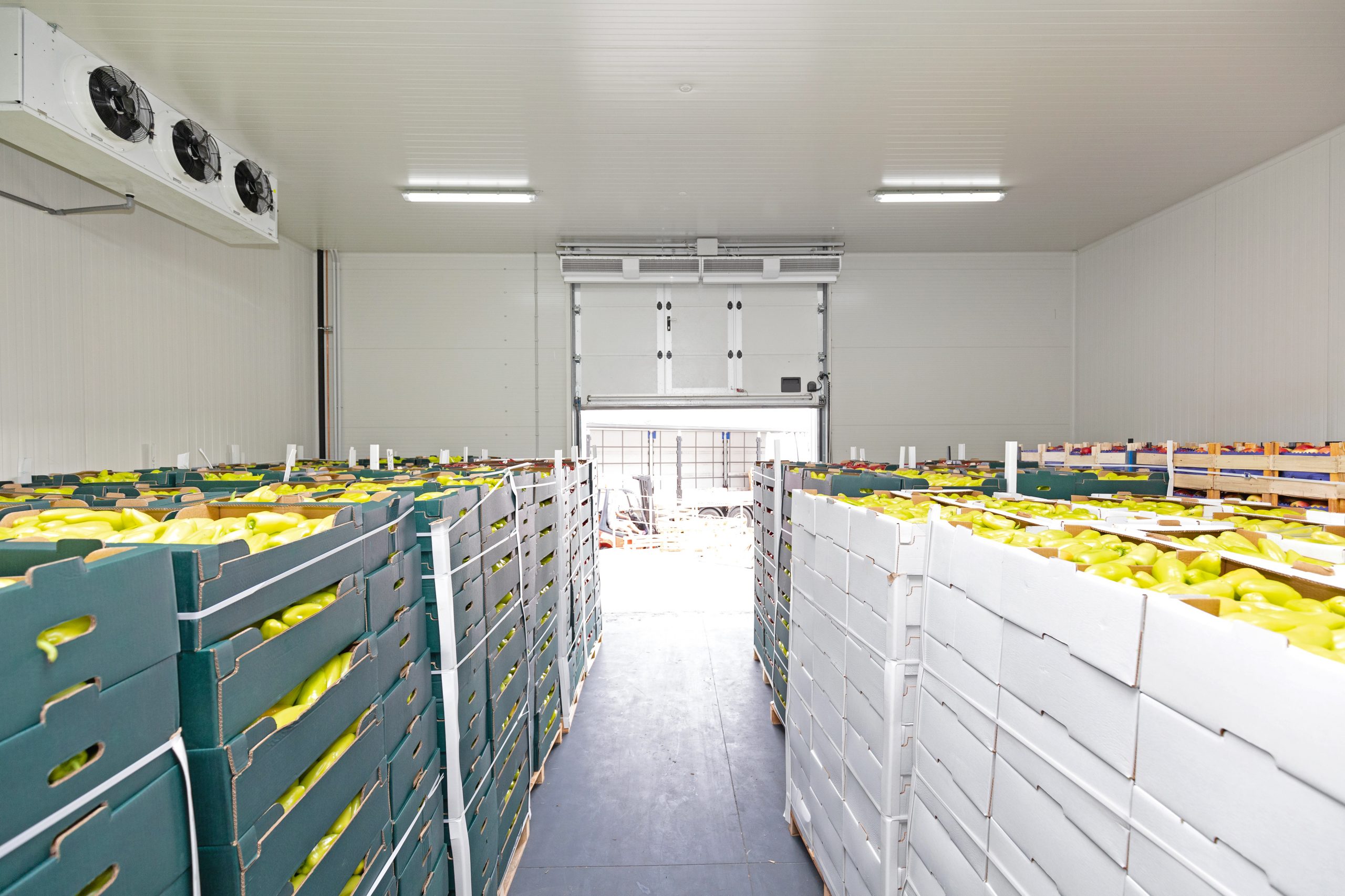Peppers Vegetables in Boxes in Distribution Warehouse